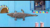 تماسيح حية تعيش داخل منازل بأسوان (11)
