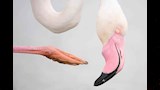 طائر الفلامنجو الكبير أثناء خدش رأسه بواحدة من أرجله الطويلة بشكل لا لبس فيه_17