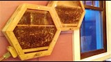 تربية النحل في المنازل