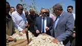موسم جني القطن يبدأ في أسيوط (8)