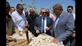 موسم جني القطن بمحافظة أسيوط 