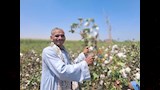 موسم جني القطن بمحافظة أسيوط 