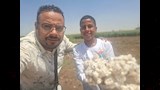 موسم جني القطن بمحافظة أسيوط 