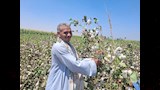 موسم جني القطن بمحافظة أسيوط 