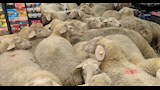 فيديو انتشر سريعا.. 50 خروفا تقتحم سوبر ماركت وهذا ما حدث 