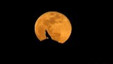 ظاهرة قمر الذئب العملاق الكامل (6)