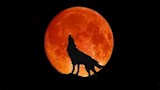 ظاهرة قمر الذئب العملاق الكامل (2)
