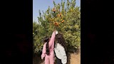 زوجة عمرو السولية وبناته (4)
