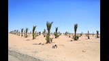 مجمع صناعات التمور (5)