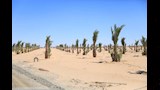 مجمع صناعات التمور (6)