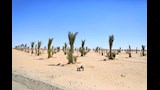 مشروع واحة التمور في الفرافرة