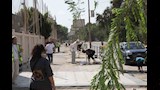 تشجير شوارع المعادي (4)