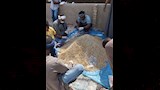 مواجهة هجمات القوارض في الأقصر (1)