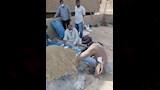 مواجهة هجمات القوارض في الأقصر (5)