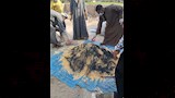 مواجهة هجمات القوارض في الأقصر (7)
