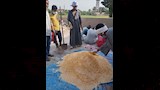مواجهة هجمات القوارض في الأقصر (8)