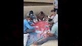 مواجهة هجمات القوارض في الأقصر (9)