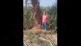 مواجهة هجمات القوارض في الأقصر (13)