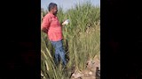 مواجهة هجمات القوارض في الأقصر (15)