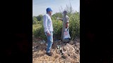 مواجهة هجمات القوارض في الأقصر (16)