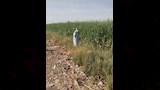 مواجهة هجمات القوارض في الأقصر (18)