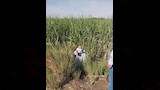 مواجهة هجمات القوارض في الأقصر (20)