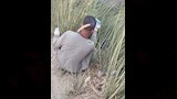 مواجهة هجمات القوارض في الأقصر (24)
