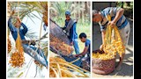 موسم حصاد البلح