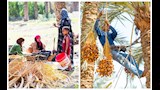موسم حصاد البلح