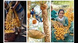 من داخل مزارع النخيل.. كواليس موسم حصاد البلح في الجيزة (صور وفيديو)