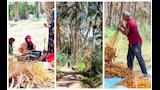 موسم حصاد البلح