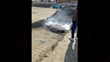 نفوق دولفين برأس البر (2)