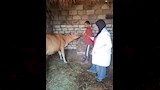 الطب البيطري