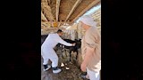 تحصين المواشي