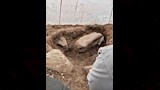 صور توثق العثور على بقايا تمثال رمسيس الثاني بالغربية (2)