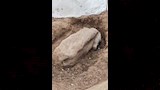 صور توثق العثور على بقايا تمثال رمسيس الثاني بالغربية (6)