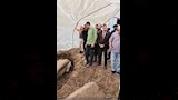صور توثق العثور على بقايا تمثال رمسيس الثاني بالغربية (4)