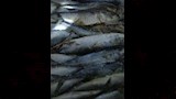 ضبط لحوم والأسماك مجمدة غير الصالحة للاستهلاك الآدمي في البحيرة (3)