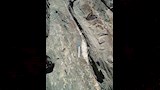عرق كوارتز حامل للذهب_22