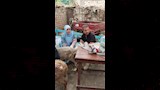  تسليم 127 رأس أغنام وماعز لـ60 أسرة بقرية بني مر  (2)