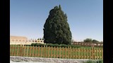 شجرة سرو أبركوه.. إيران