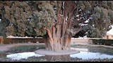شجرة سرو أبركوه