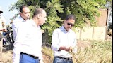 جامعة بنها تقترب من تسجيل سلالتي أرز جديدتين بإنتاجية مرتفعة (صور)