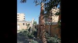 الأشجار بعد قطعها