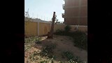 قطع الأشجار