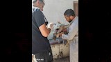 تحصين الماشية (1)