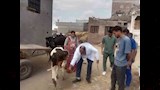 تحصين الماشية (5)