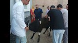 الطب البيطري
