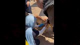 الطب البيطري