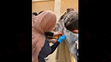 الطب البيطري
